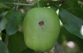 Centro di Consulenza per la fruttiviticoltura