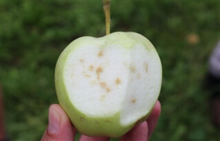 Südtiroler Beratungsring für Obst- und Weinbau