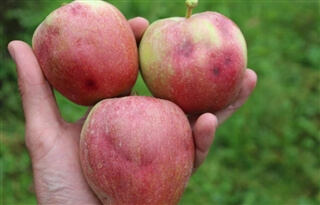 Südtiroler Beratungsring für Obst- und Weinbau