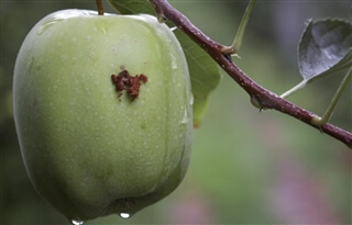 Centro di Consulenza per la fruttiviticoltura