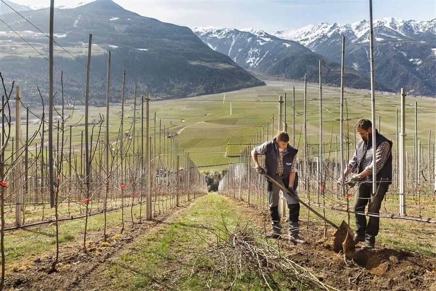 Neugepflanzte Äpfelbäume: Gala überholt Golden Delicious